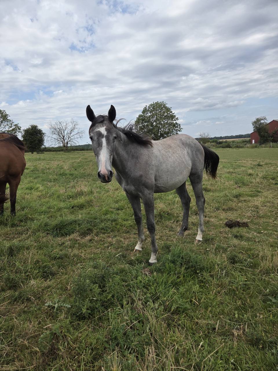 Pouliche Anglo Arabe
