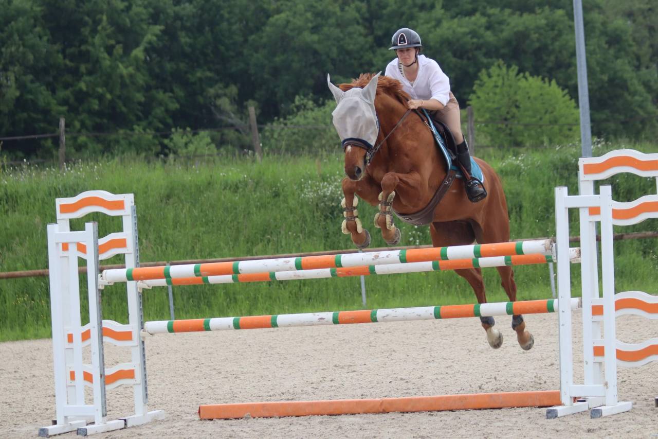 Cheval de sport à prendre en DP ou pension complète