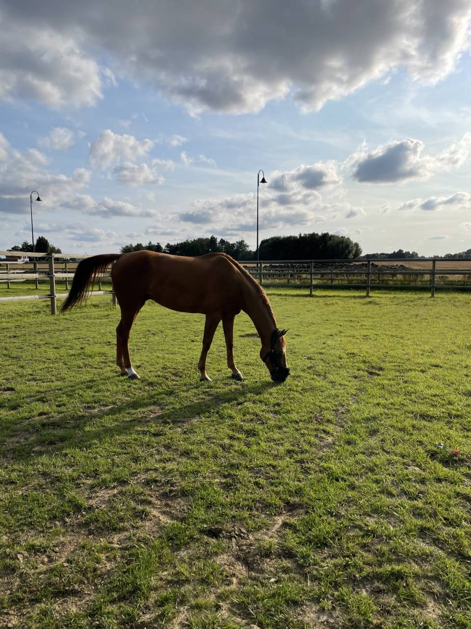 Cheval de sport à prendre en DP ou pension complète