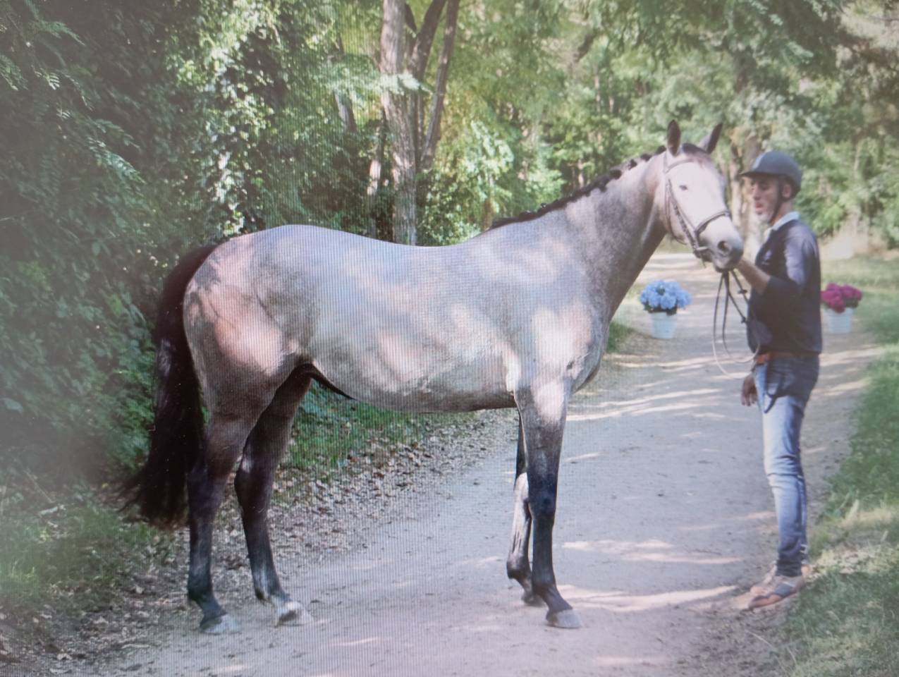 Jument 3 ans Mylord x Baloubet