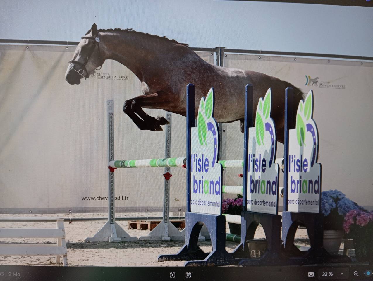 Jument 3 ans Mylord x Baloubet