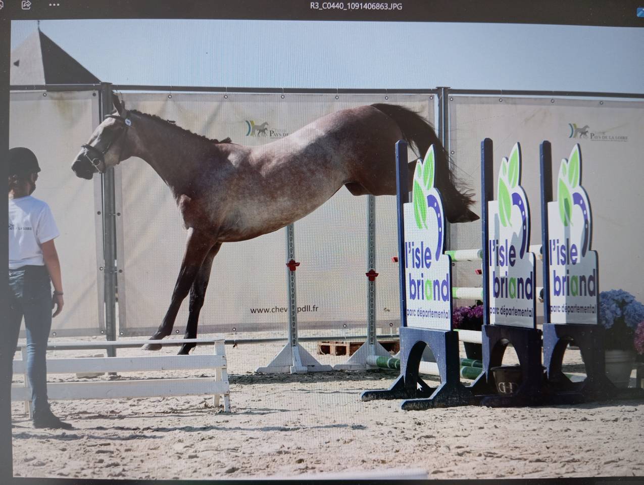 Jument 3 ans Mylord x Baloubet