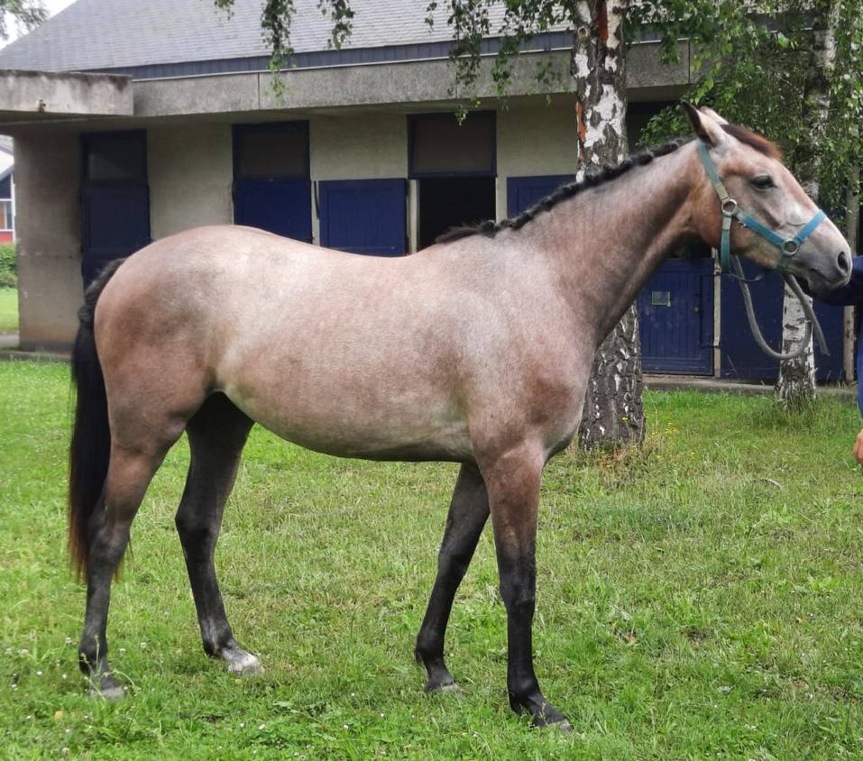 Jument 3 ans Mylord x Baloubet