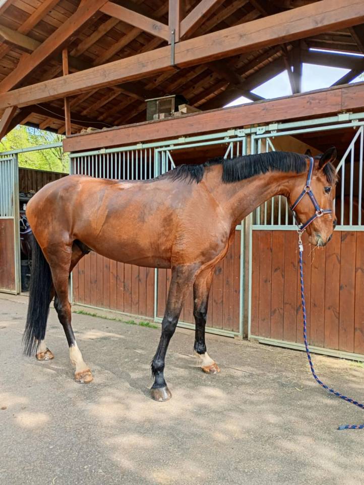Selle français de 6 ans a vendre 