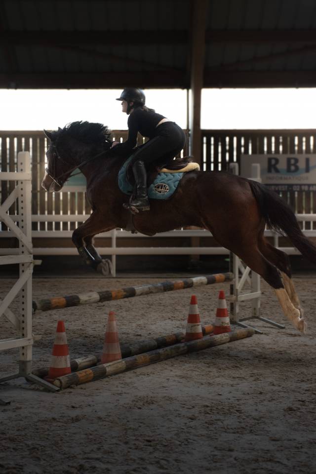 Hongre pur sang anglais 