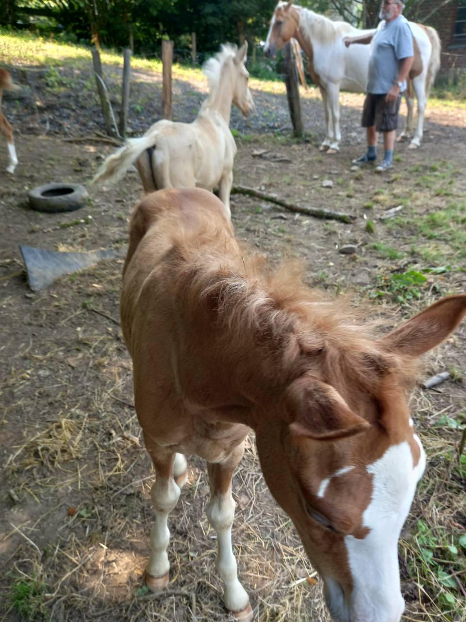 2 pouliches Alzanes et 1 poulain Palomino  de 2025!!!!