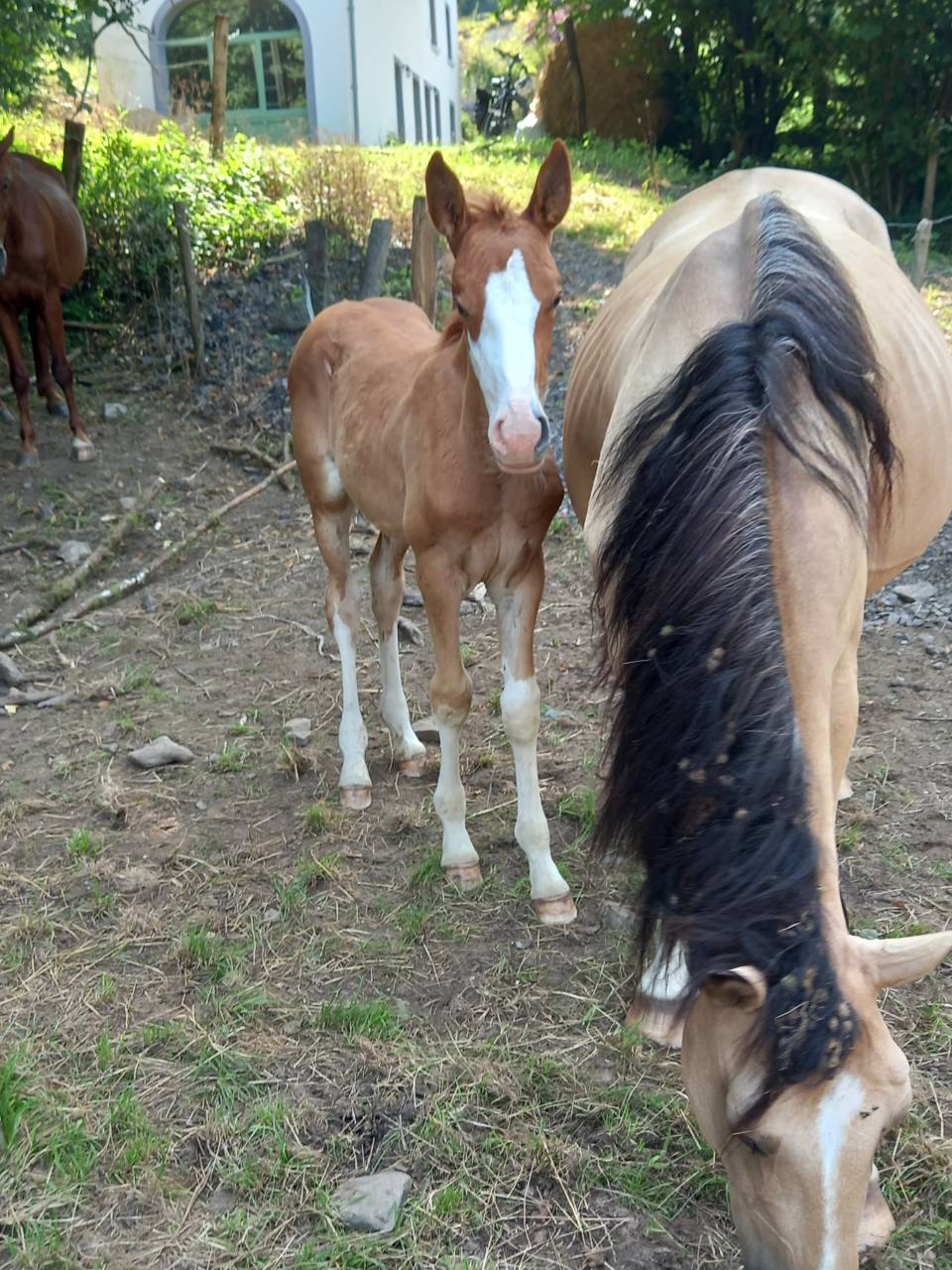 2 pouliches Alzanes et 1 poulain Palomino  de 2025!!!!