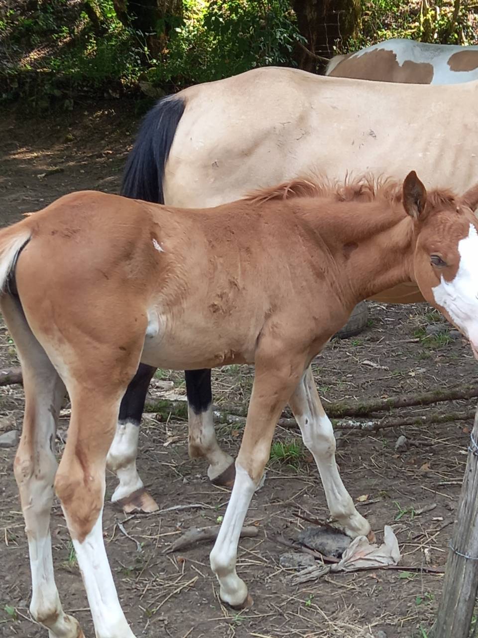 2 pouliches Alzanes et 1 poulain Palomino  de 2025!!!!