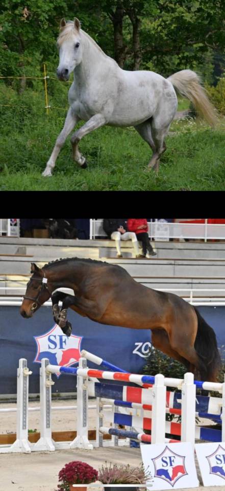 Hongre 2024 Oc orientation CSO