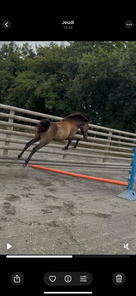 Hongre 2024 Oc orientation CSO