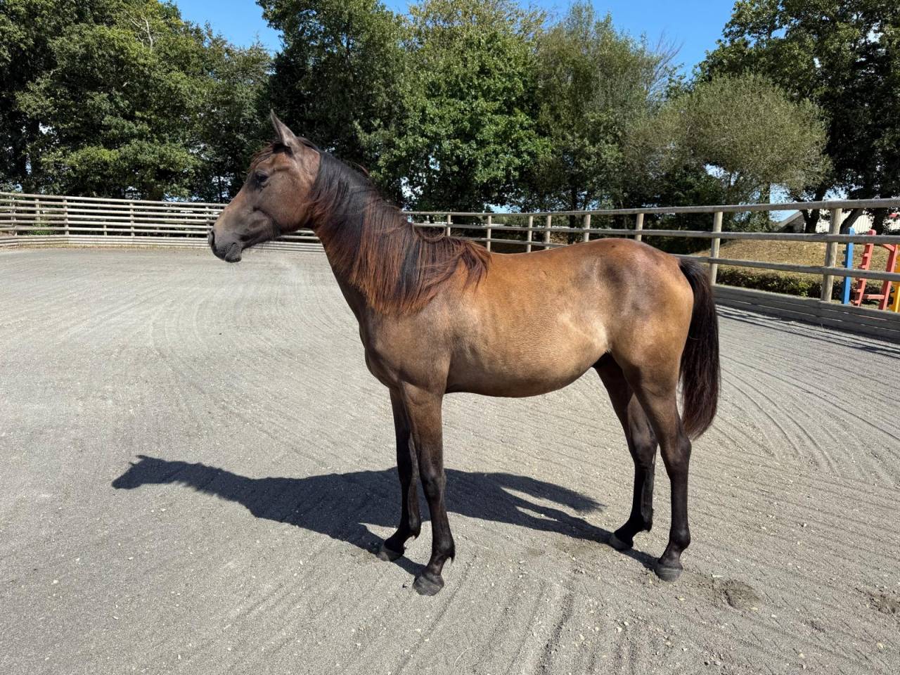 Hongre 2024 Oc orientation CSO