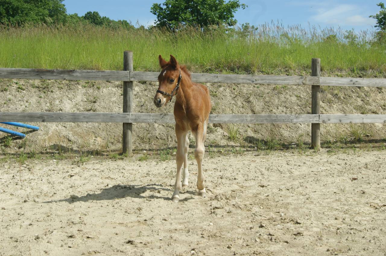 Popcorn NF de croisement