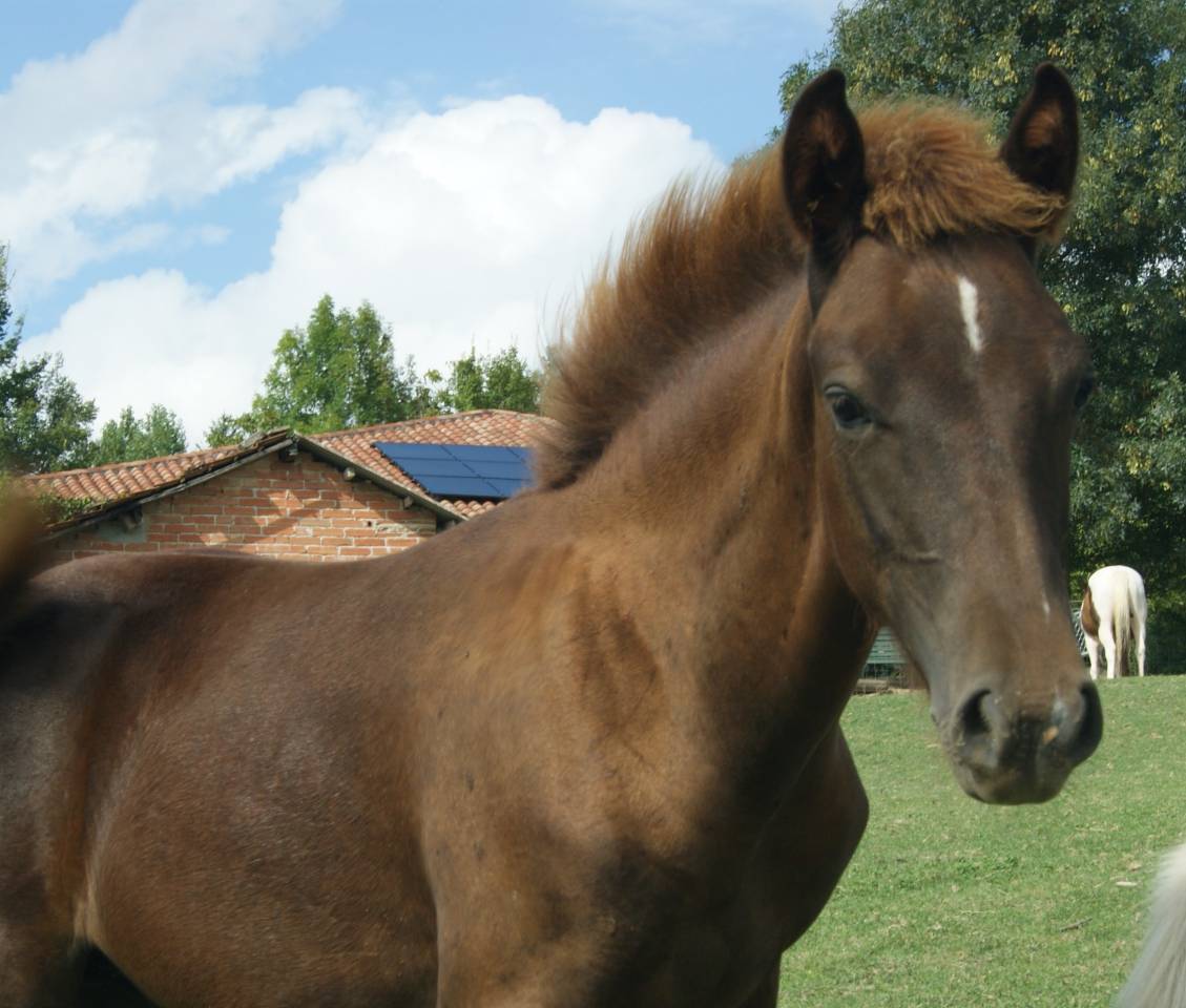 Popcorn NF de croisement