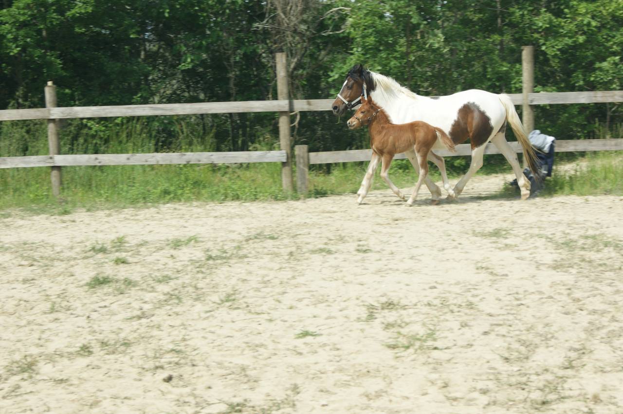 Popcorn NF de croisement