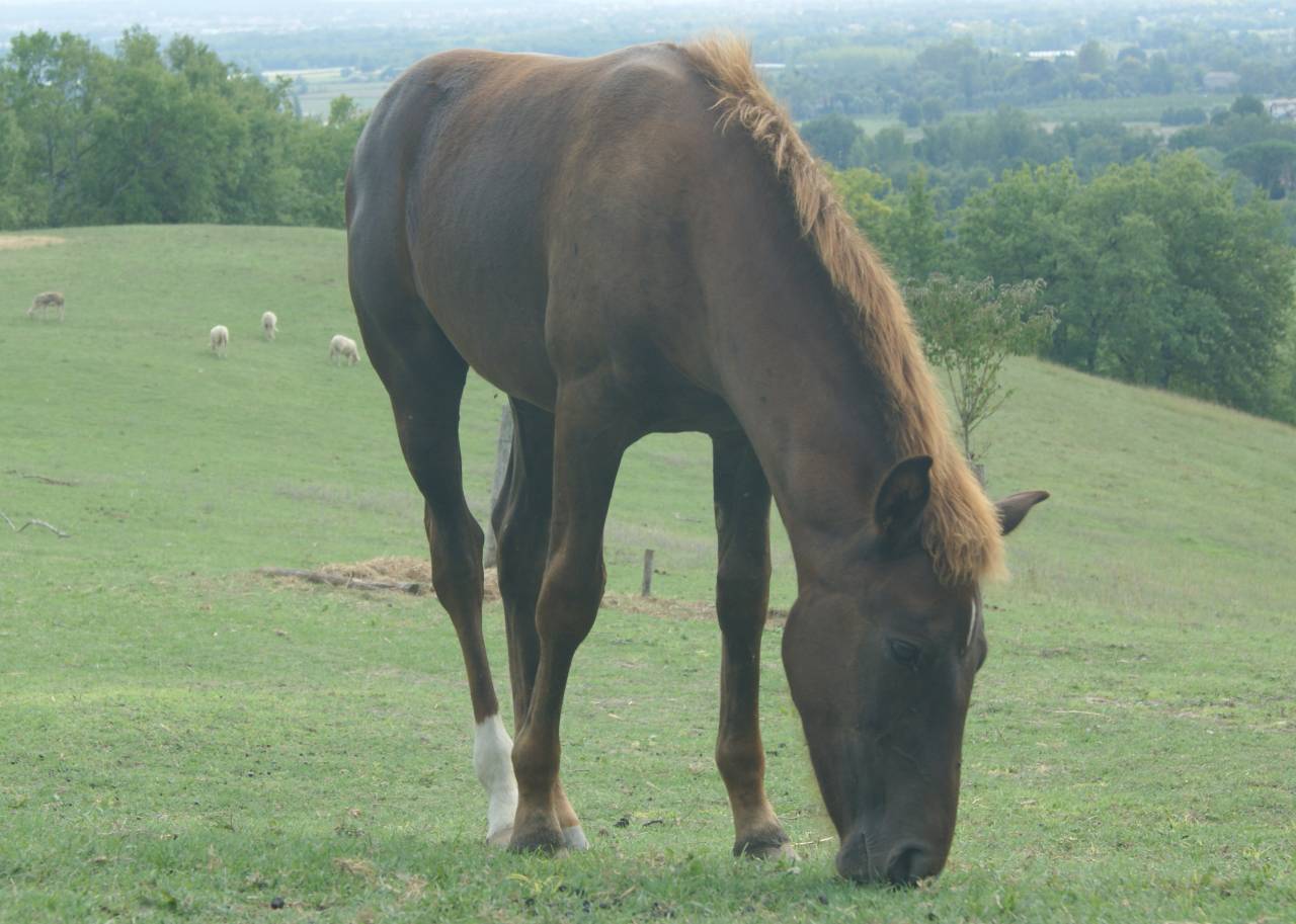 Popcorn NF de croisement