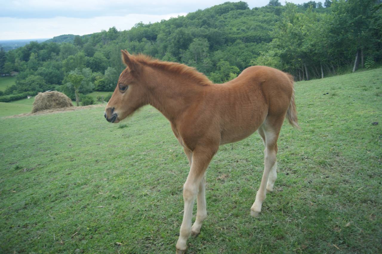 Popcorn NF de croisement