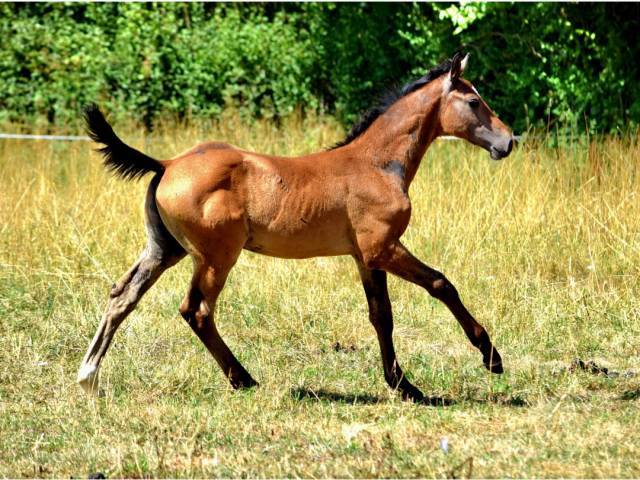Top poulain mâle ! 