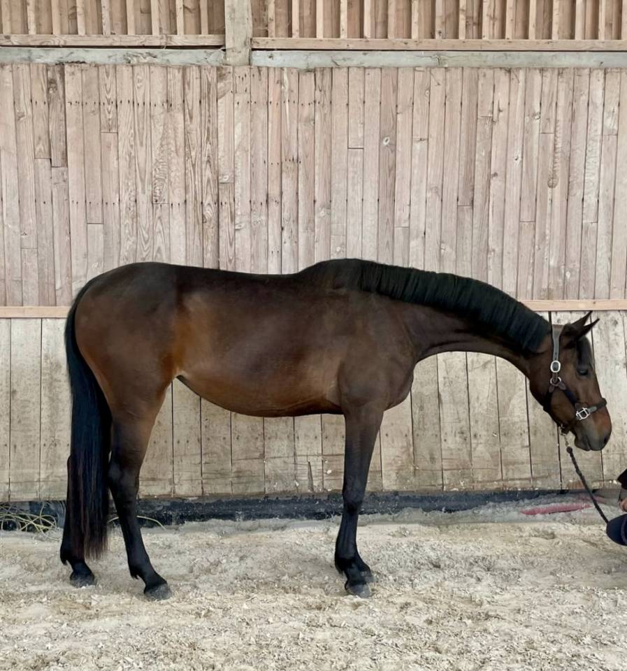 Jument CSO , CCE , Hunter 3 ans