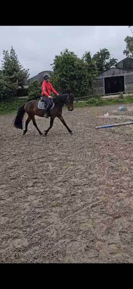 Hongre connemara de 4 ans