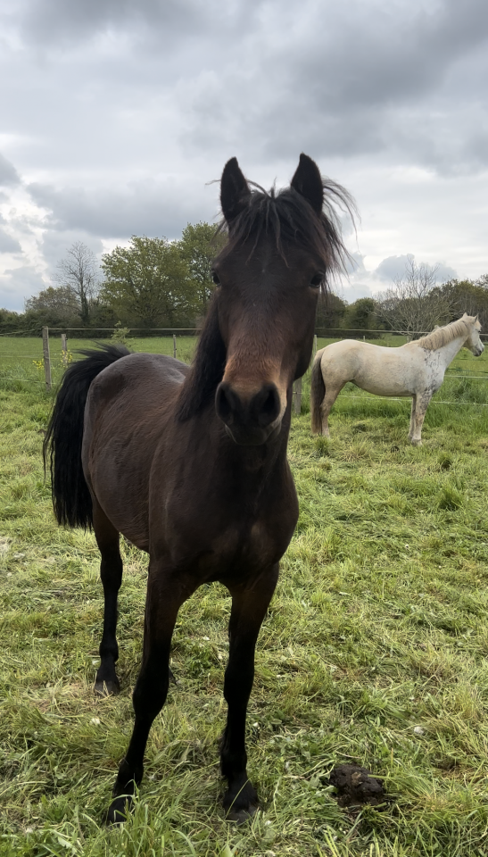 Hongre connemara de 4 ans