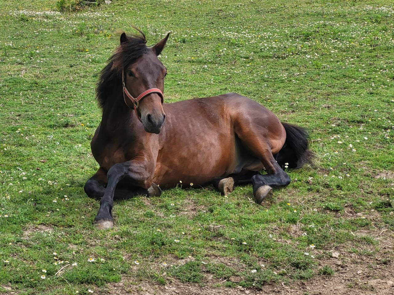 Hongre connemara de 4 ans