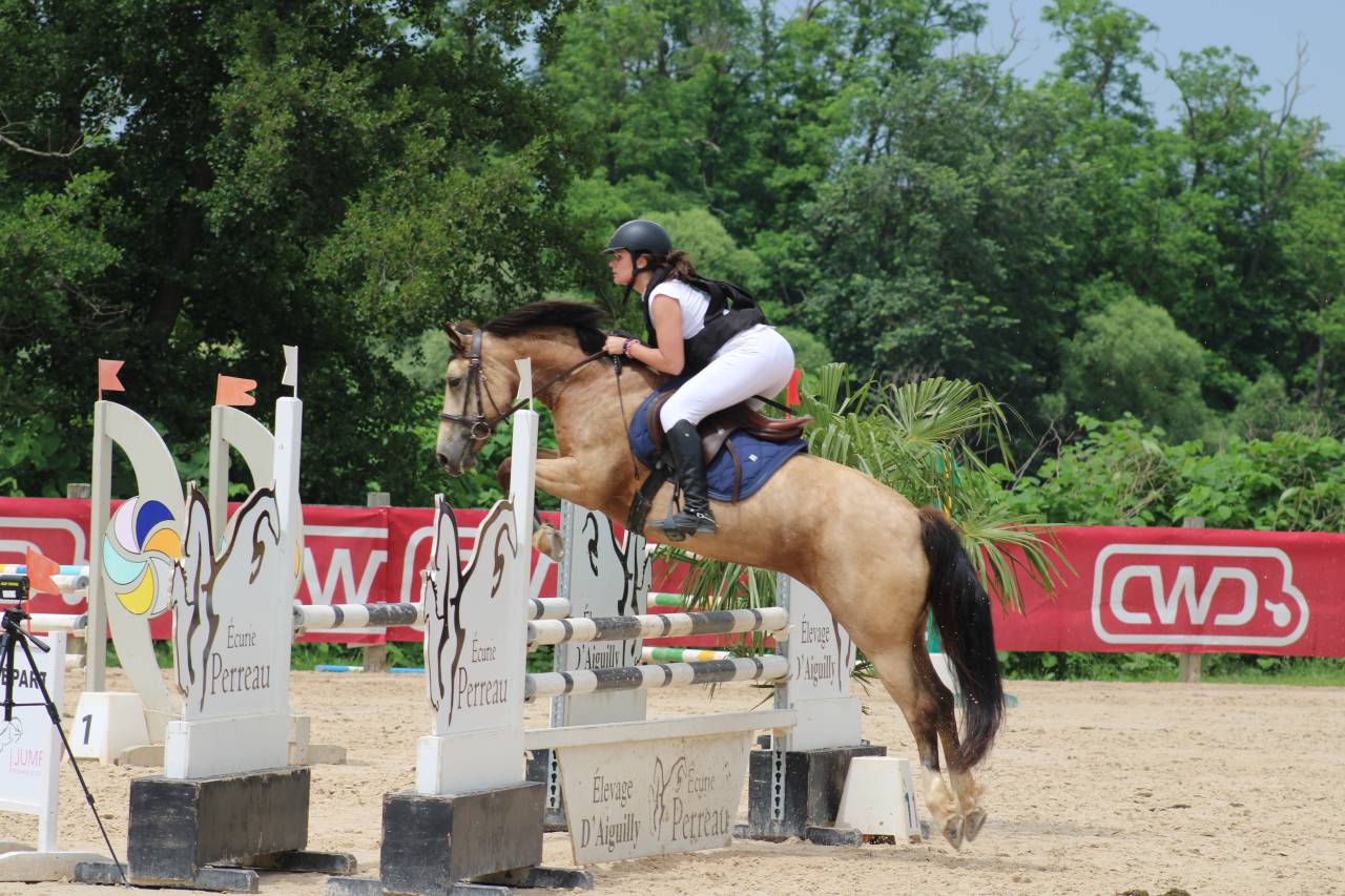 À LOUER - Jument isabelle de 13ans 