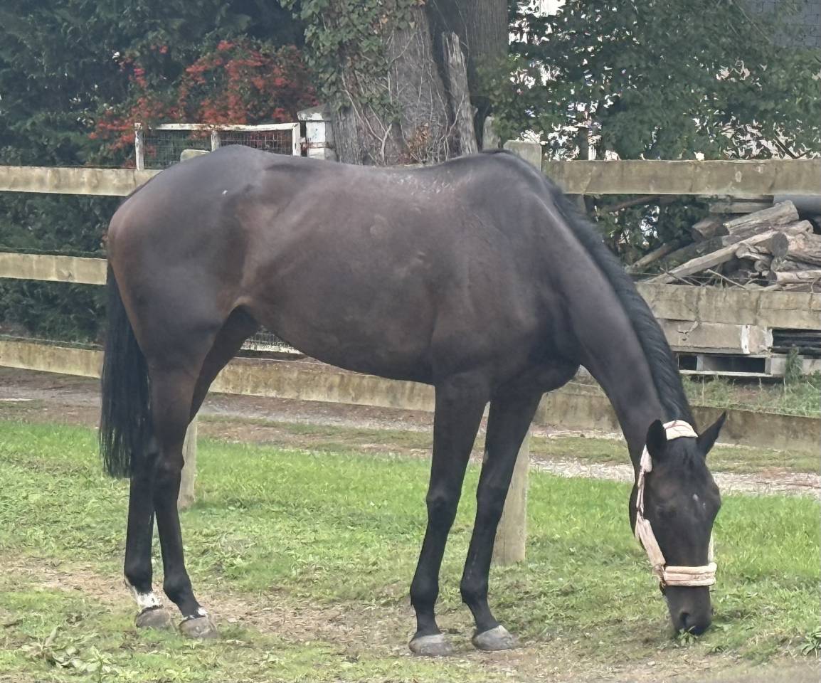 Equilly jument pur sang de 6 ans 