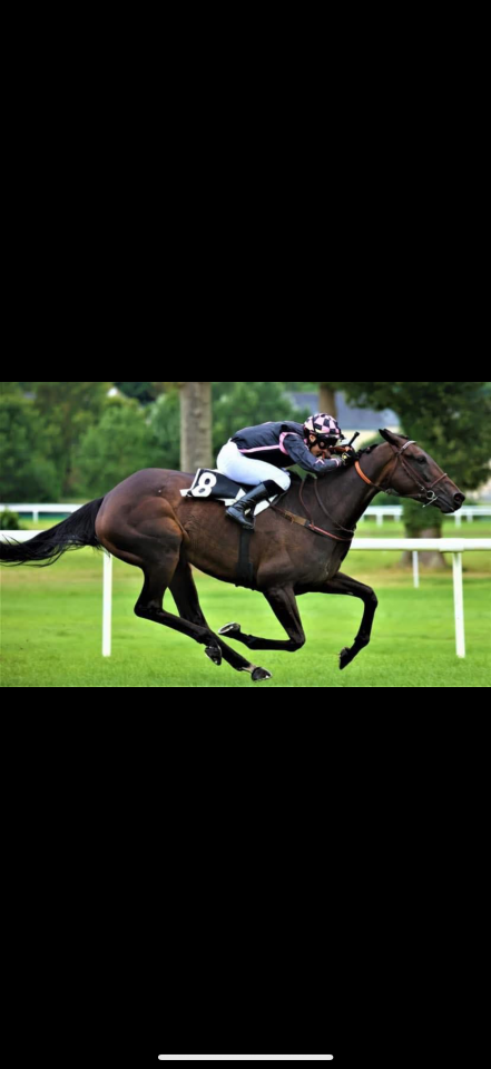 Equilly jument pur sang de 6 ans 