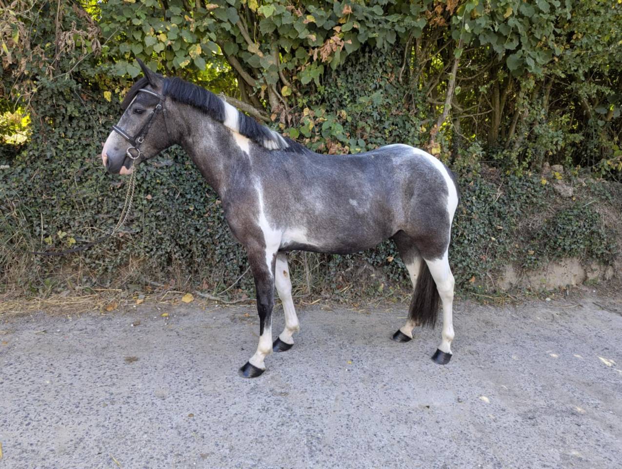 Poney à vendre ou à louer 