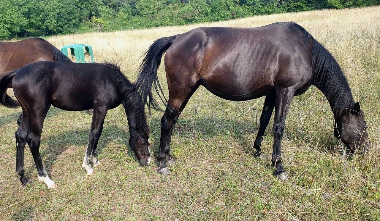 Pouliche selle française 
