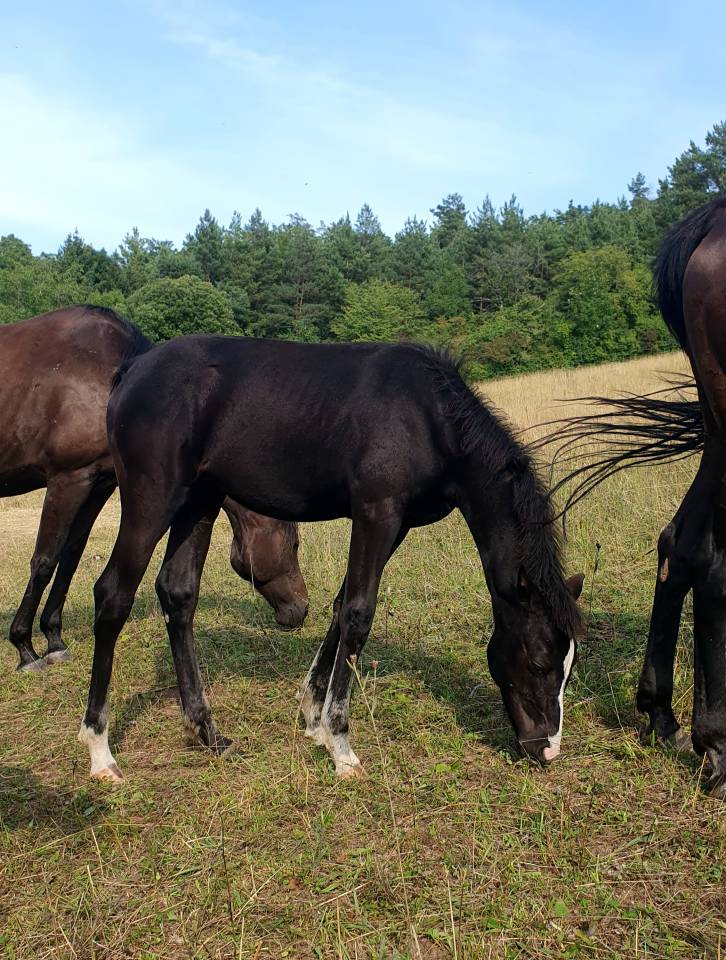 Pouliche selle française 