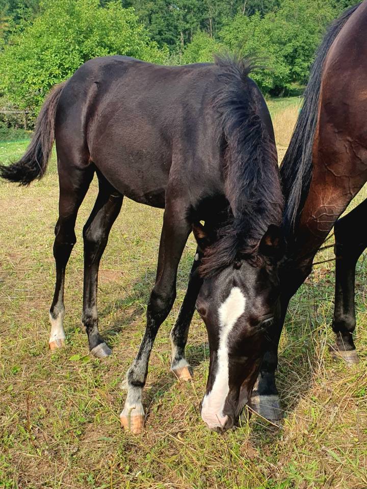Pouliche selle française 