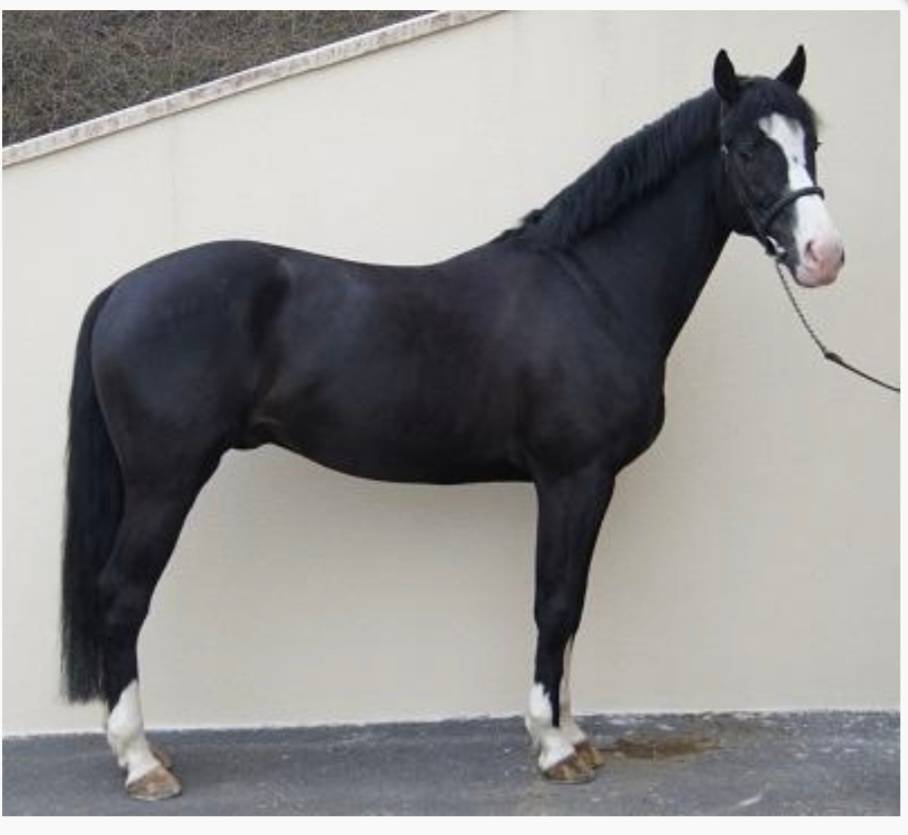 Pouliche selle française 