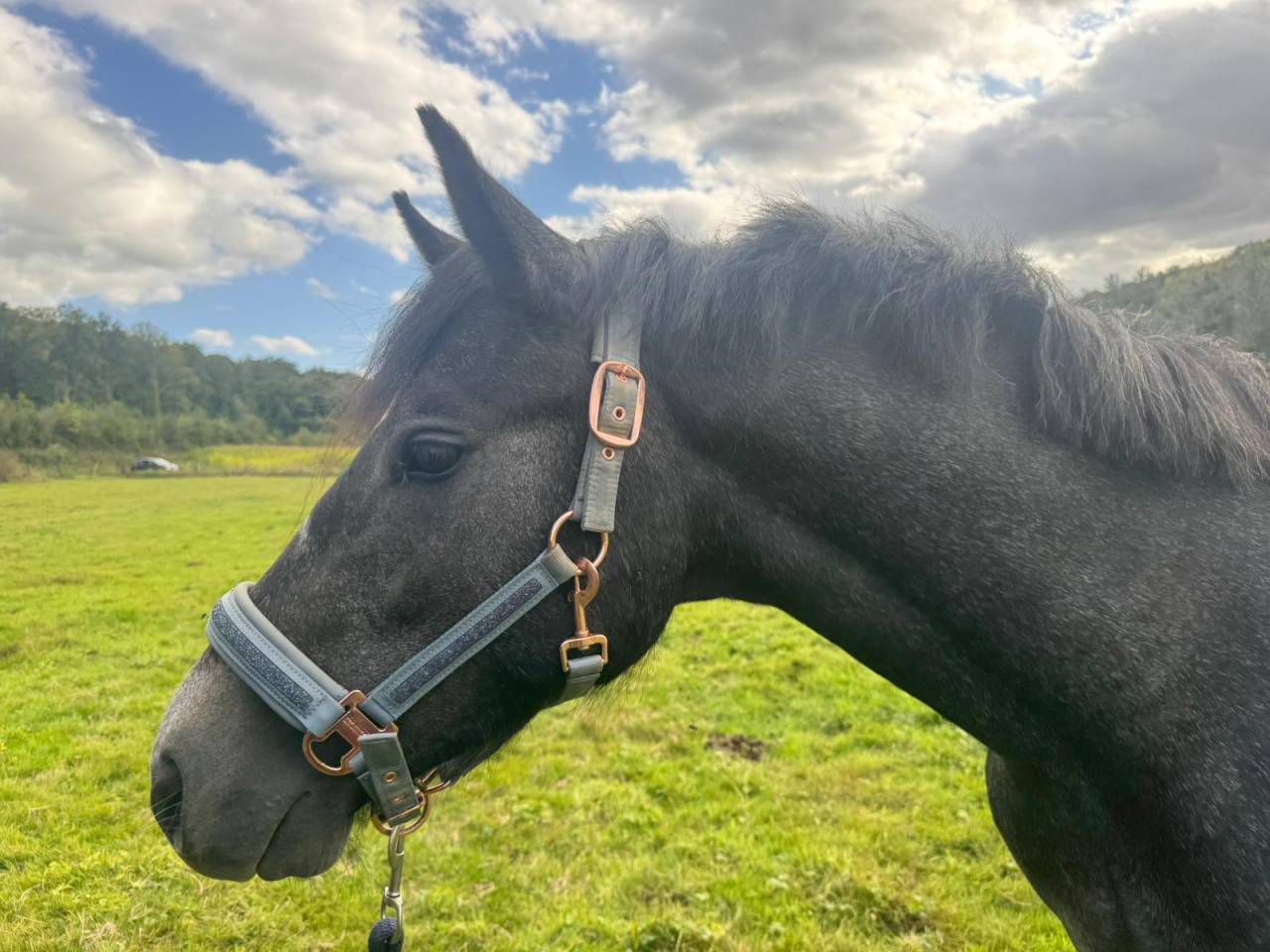 Connemara Male 2ans TOP ORIGINE