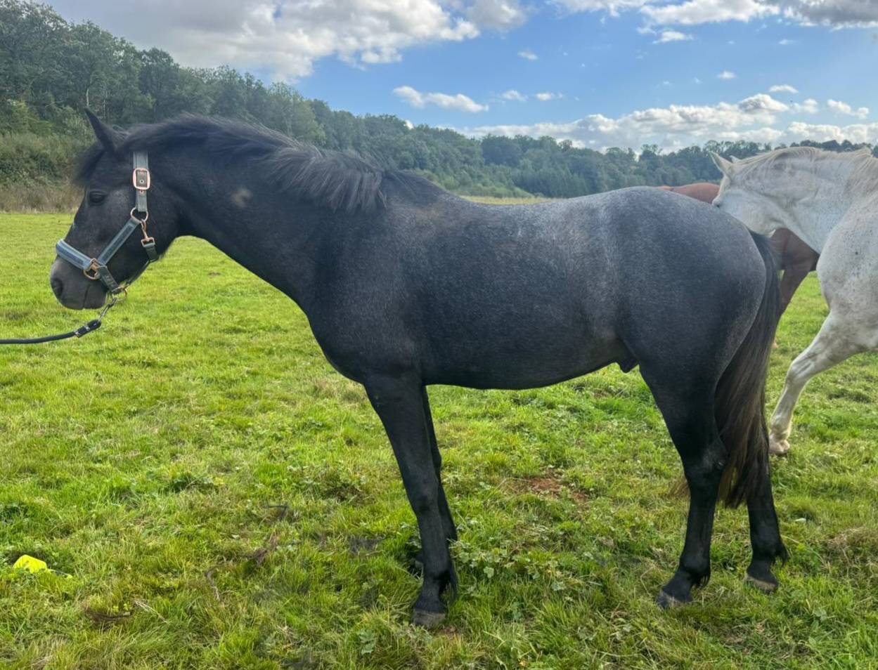 Connemara Male 2ans TOP ORIGINE