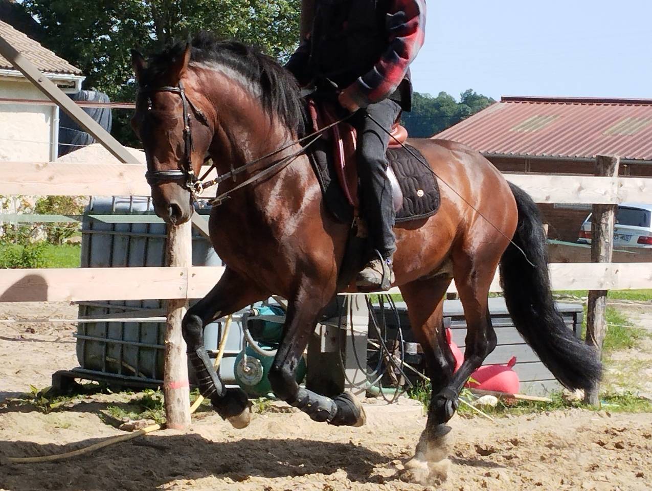 A vendre Pure Race Espagnole P.P de 6 ans entier 
