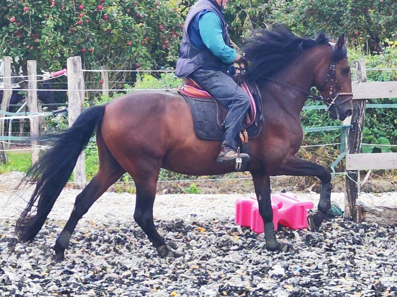 A vendre Pure Race Espagnole P.P de 6 ans entier 