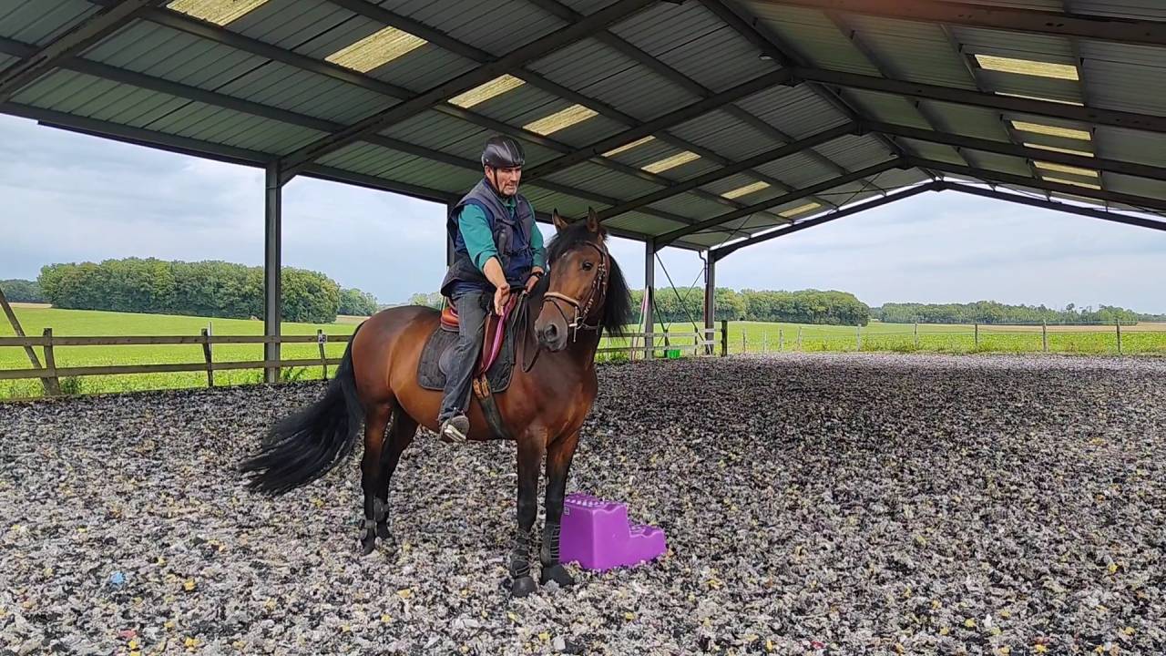 A vendre Pure Race Espagnole P.P de 6 ans entier 