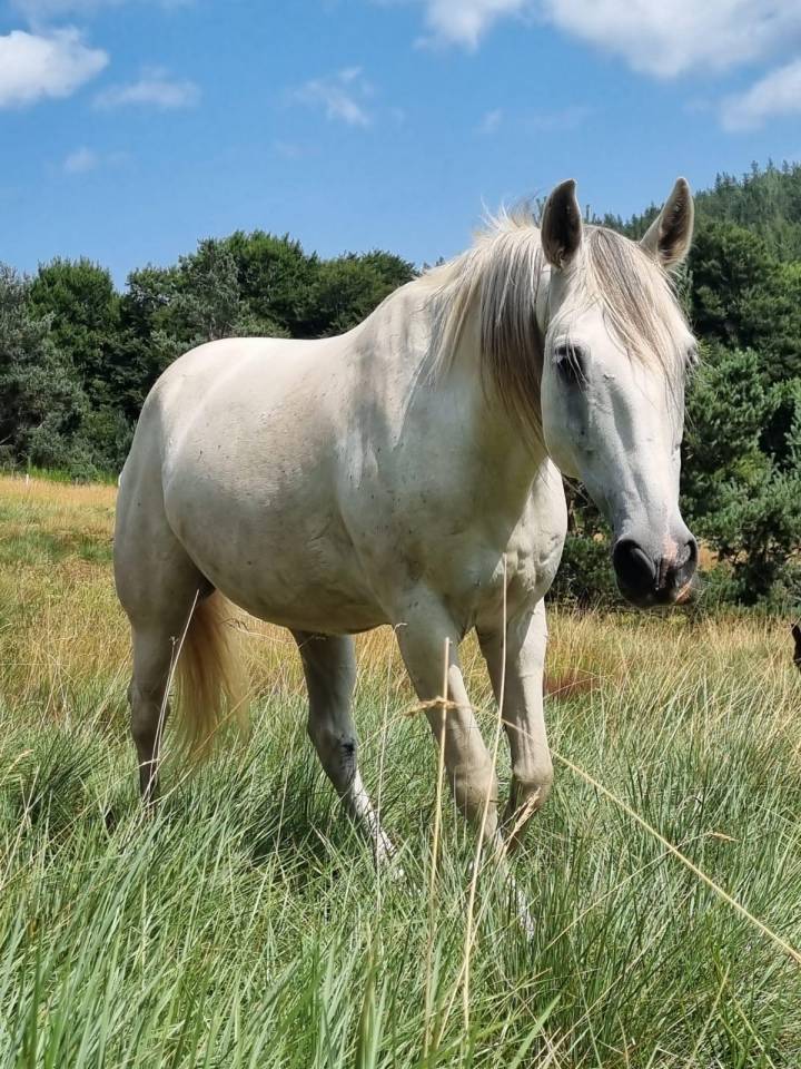 ALASKA BARBE PP HONGRE BLANC 15 ANS FACILE 4500 €