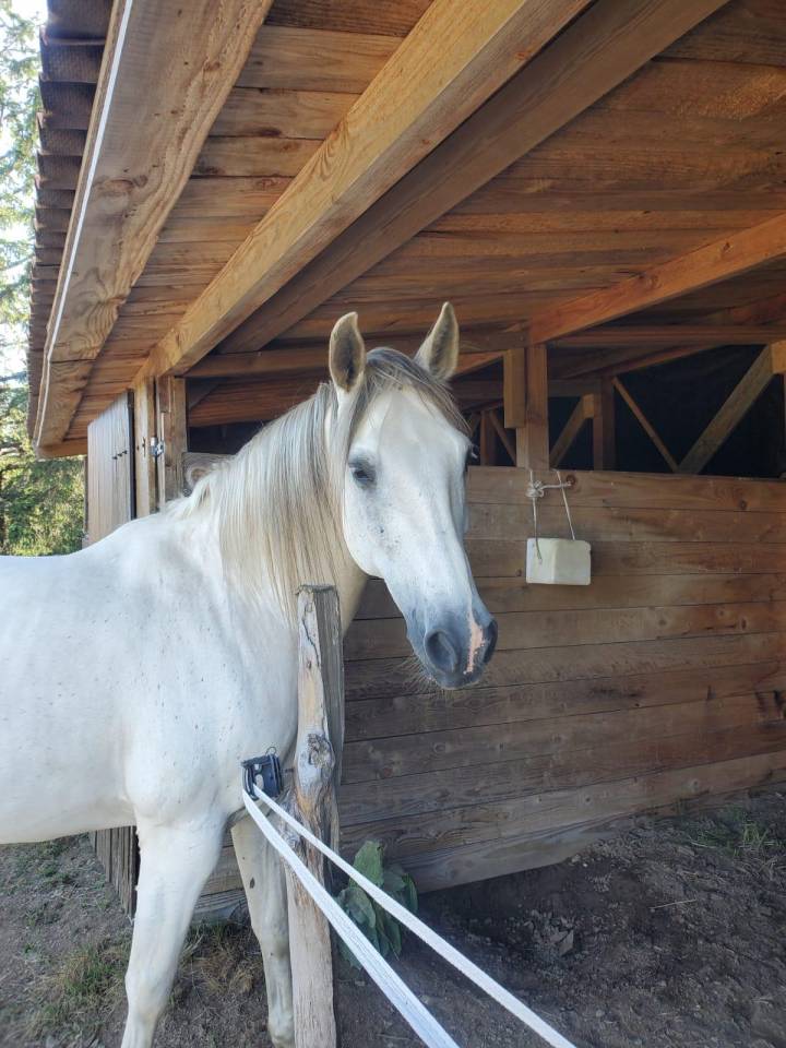 ALASKA BARBE PP HONGRE BLANC 15 ANS FACILE 4500 €