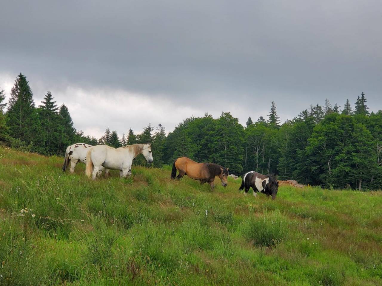 ALASKA BARBE PP HONGRE BLANC 15 ANS FACILE 4500 €