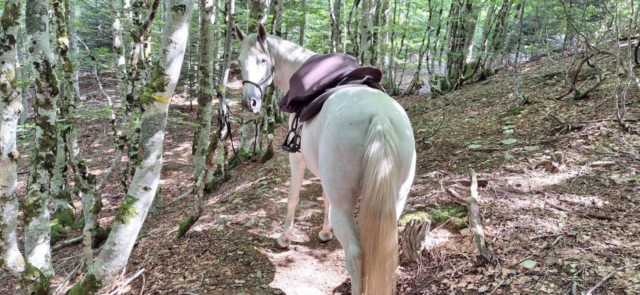 ALASKA BARBE PP HONGRE BLANC 15 ANS FACILE 4500 €