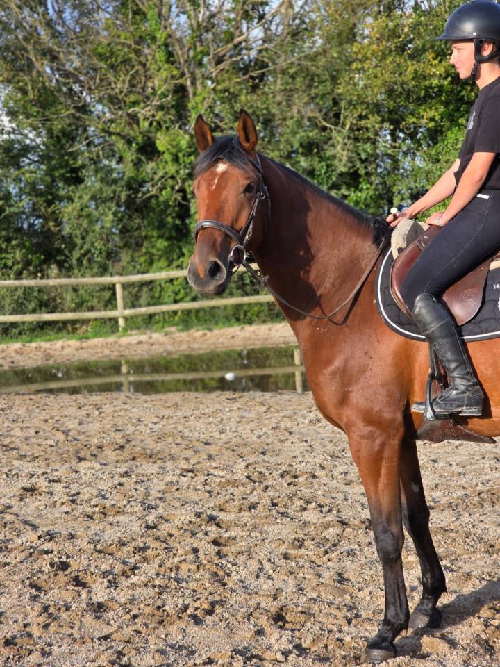 Jeune cheval, 4 ans, cherche famille pour la vie!