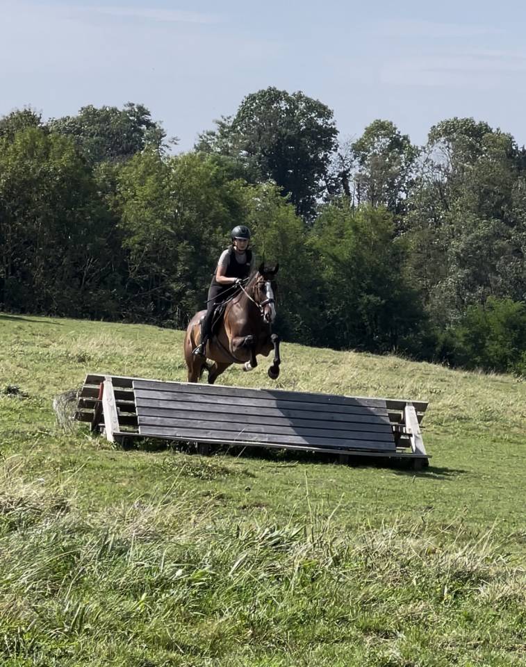 Recherche demi pension pour cheval polyvalent de 8 ans 