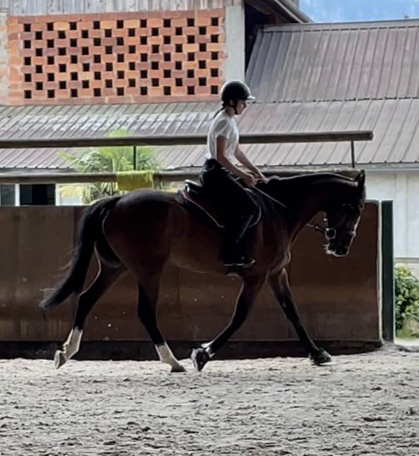 Recherche demi pension pour cheval polyvalent de 8 ans 