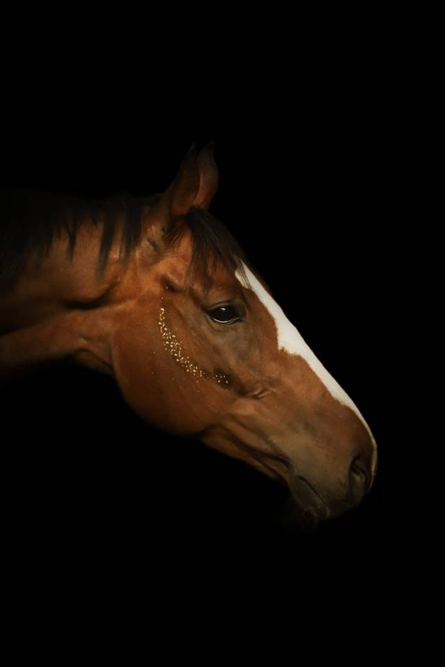 Recherche demi pension pour cheval polyvalent de 8 ans 