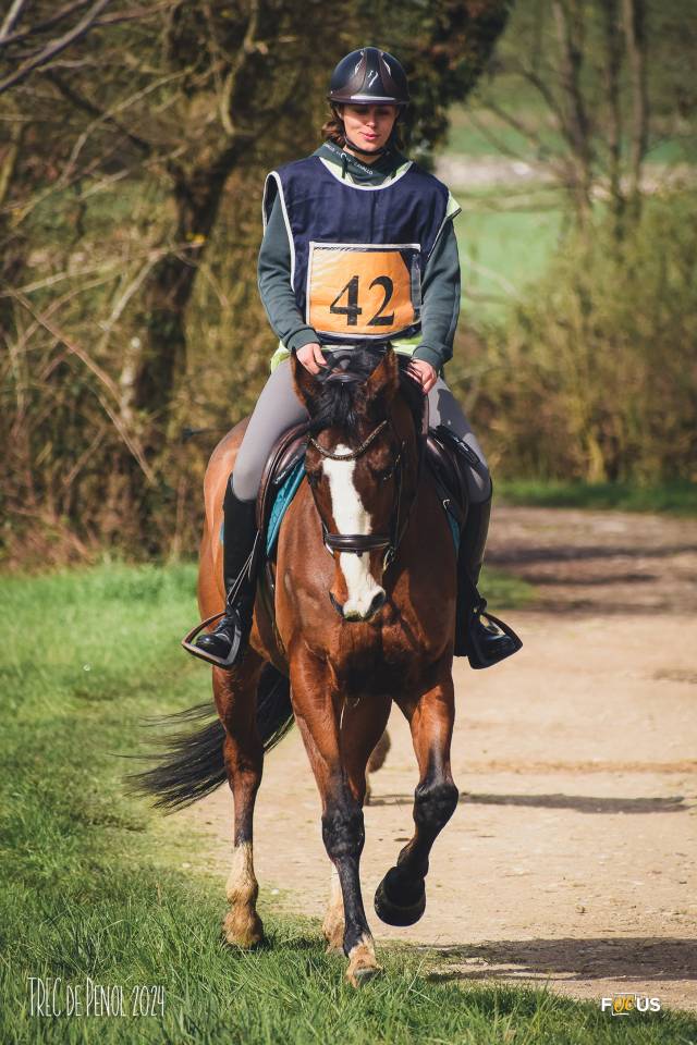 Recherche demi pension pour cheval polyvalent de 8 ans 