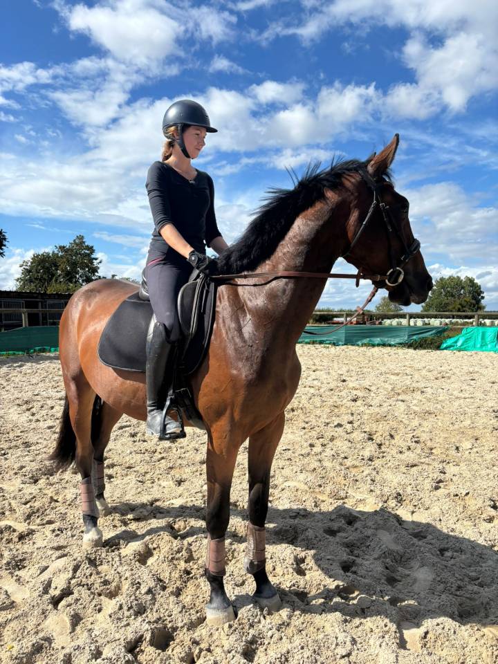 Hongre Selle Français 2022 Argento 