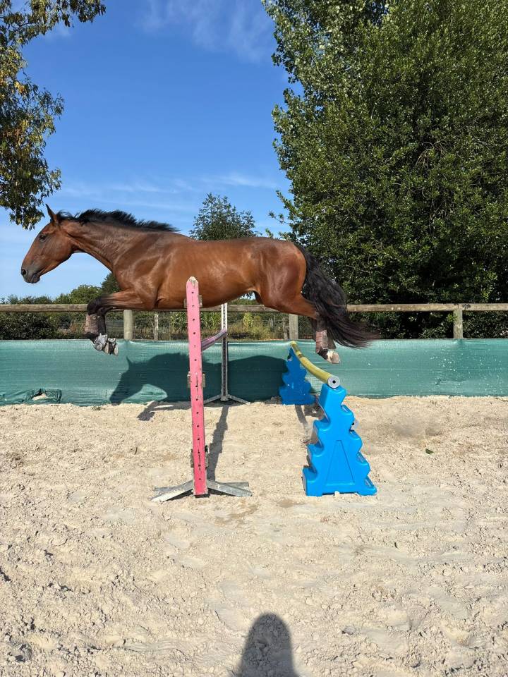 Hongre Selle Français 2022 Argento 