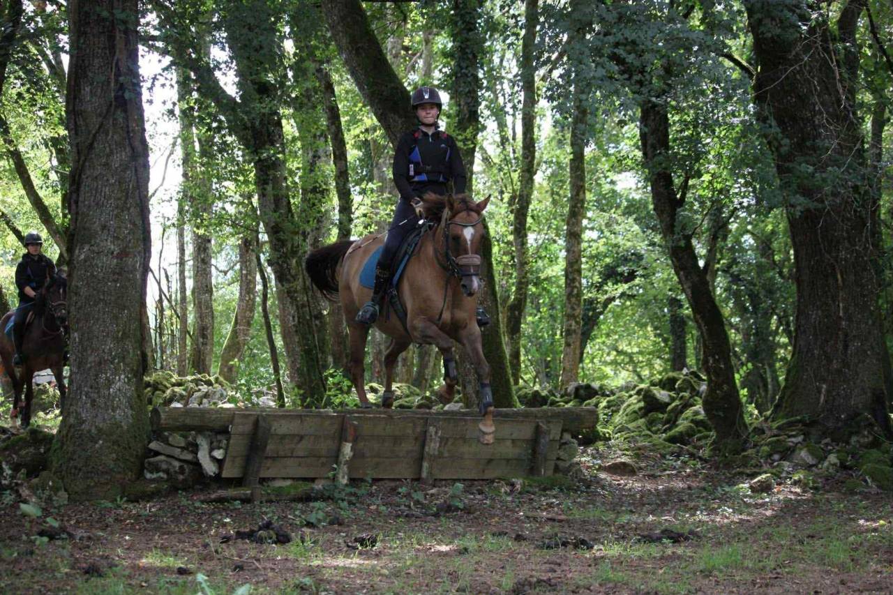 JUMENT PAINT HORSE - 18 ANS